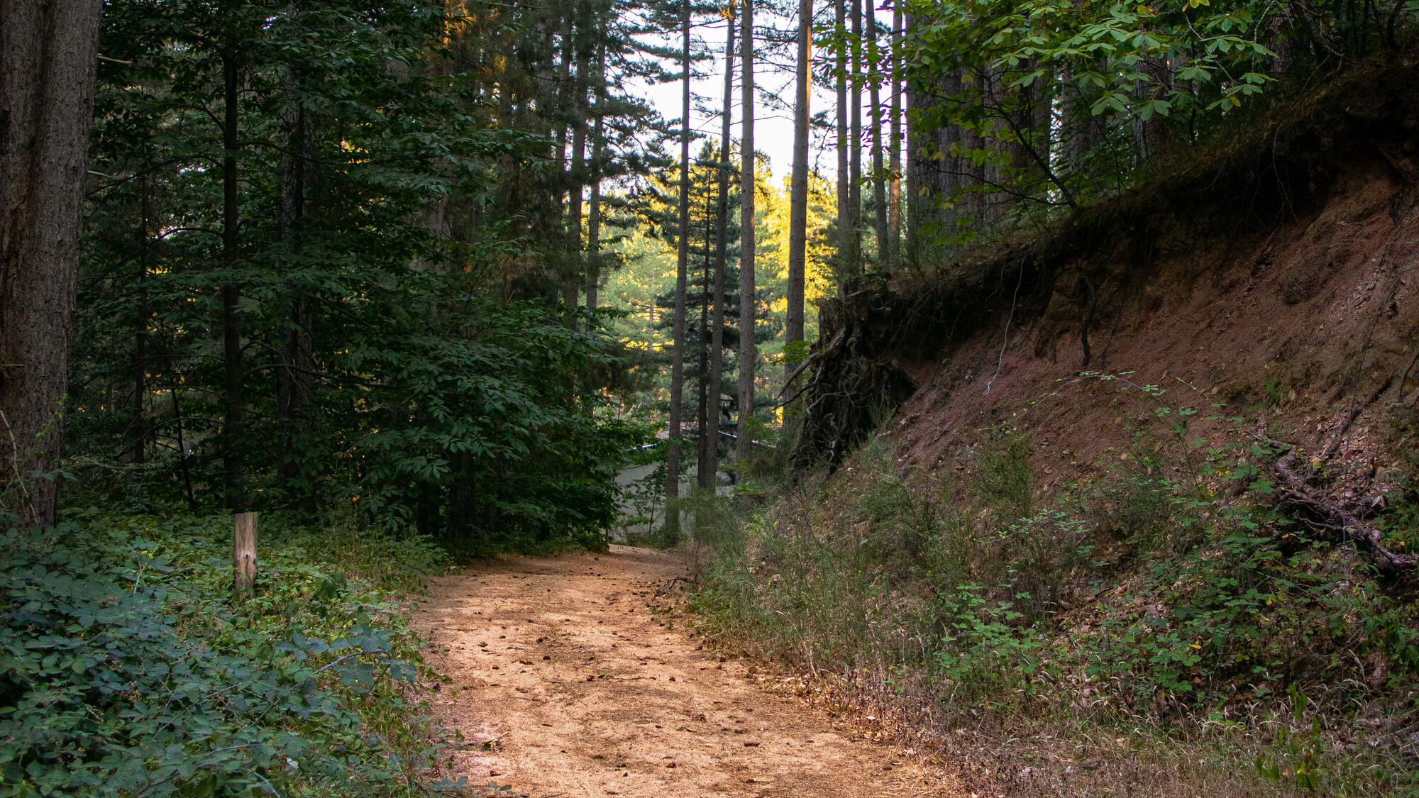 Sentiero nel bosco del Villaggio Pino Grande